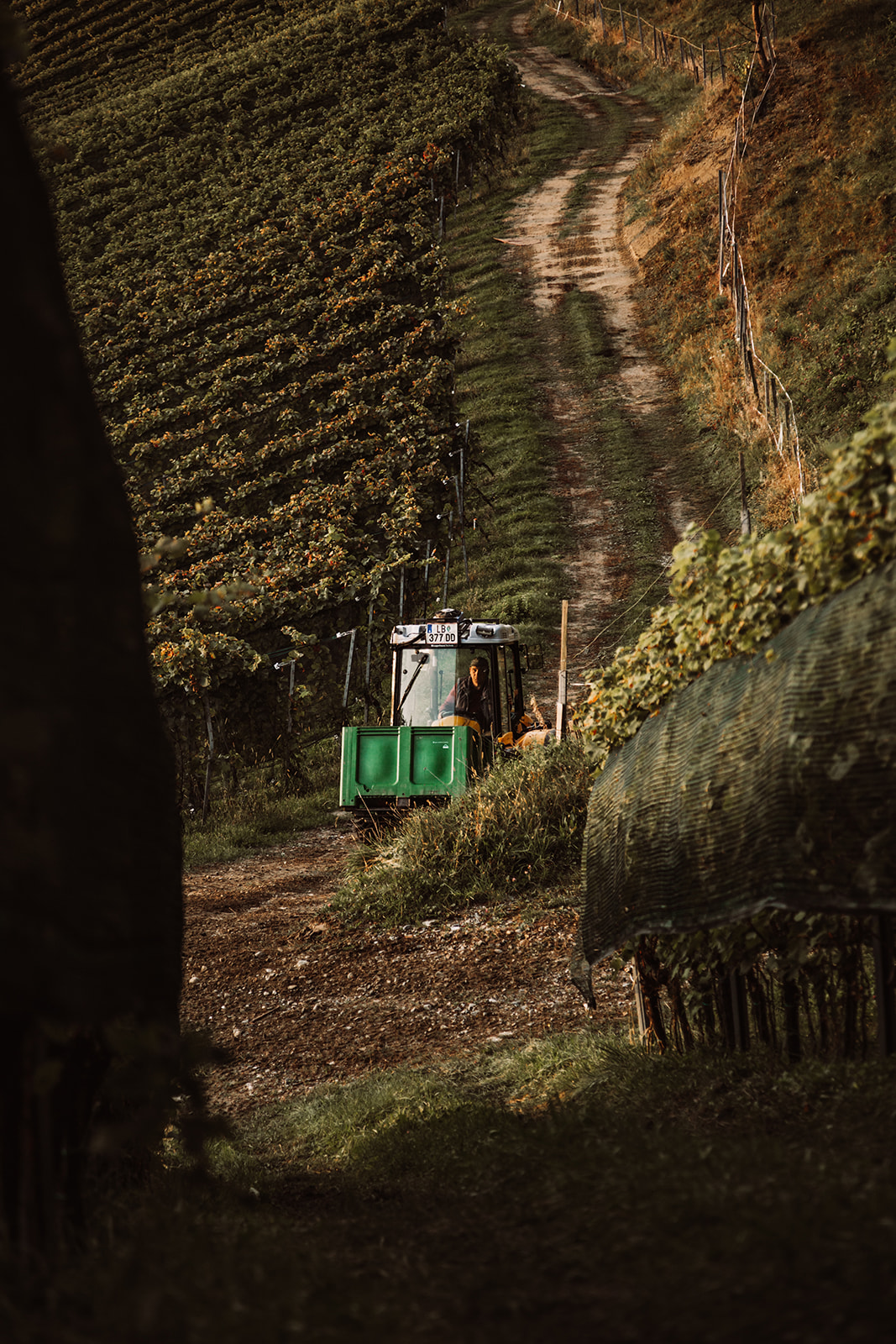 Kollerhof